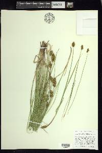 Carex bebbii image