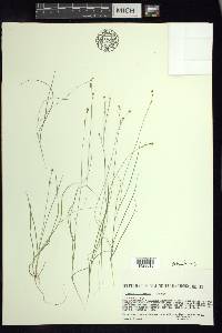 Carex disperma image