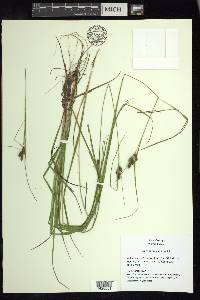 Carex caroliniana image