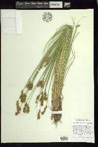 Carex crawfordii image