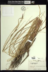 Carex aquatilis var. aquatilis image