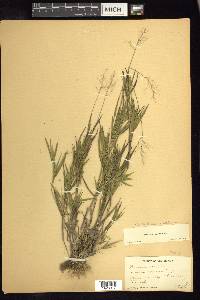 Dichanthelium acuminatum subsp. columbianum image