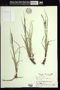 Carex aquatilis var. aquatilis image