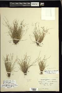 Isolepis pseudosetacea image