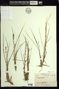 Carex aquatilis var. stans image