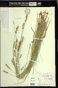 Carex festucacea image