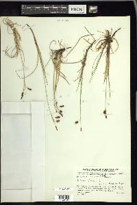 Carex limosa image