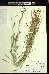 Carex triangularis image