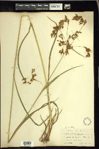 Scirpus pendulus image