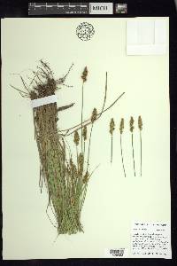 Carex arcta image