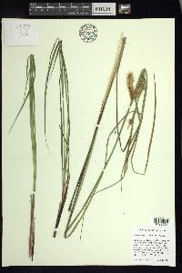 Carex exsiccata image