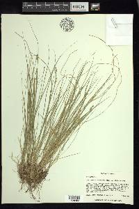 Carex atlantica subsp. capillacea image