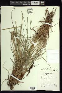 Carex bigelowii image