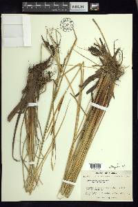 Carex aquatilis var. aquatilis image