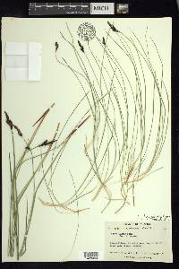 Carex bigelowii subsp. lugens image