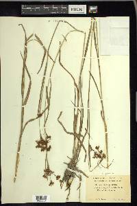 Scirpus pendulus image