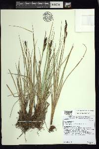 Carex aquatilis var. aquatilis image