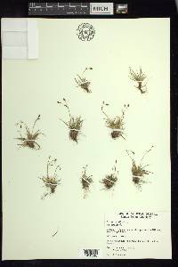 Carex capillaris image