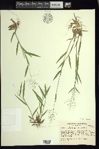 Dichanthelium acuminatum subsp. columbianum image