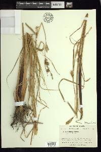 Carex atherodes image