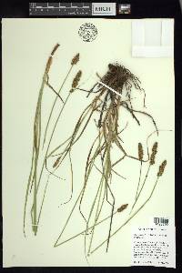 Carex densa image