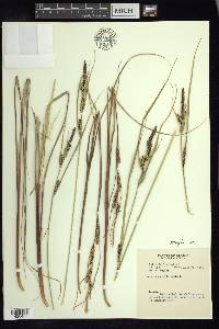 Carex aquatilis var. aquatilis image