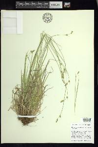 Carex deweyana image