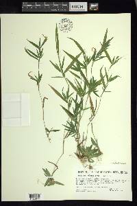 Dichanthelium acuminatum subsp. columbianum image