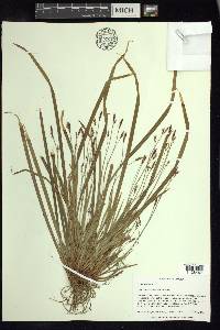 Carex austrocaroliniana image