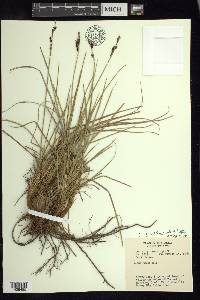 Carex bigelowii subsp. lugens image