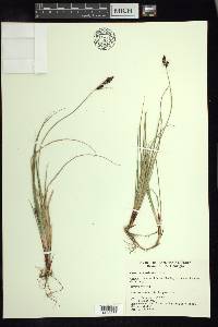 Carex adelostoma image