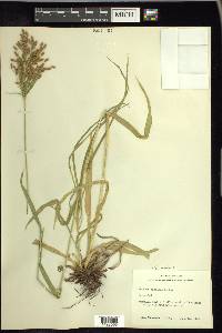 Scirpus pendulus image