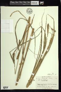 Carex atherodes image