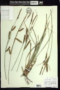 Carex barbarae image