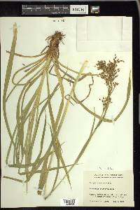 Scirpus pendulus image