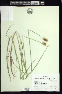 Carex cristatella image