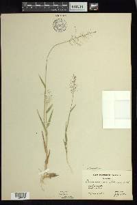 Dichanthelium acuminatum subsp. columbianum image