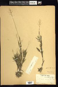 Dichanthelium acuminatum subsp. columbianum image