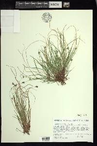 Carex albicans var. emmonsii image