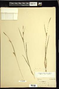 Carex tetanica image