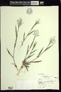 Dichanthelium acuminatum subsp. columbianum image