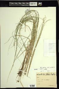 Carex echinata image