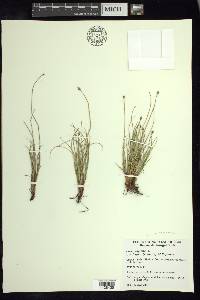 Carex arctogena image