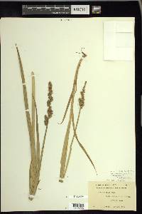 Carex stipata var. maxima image