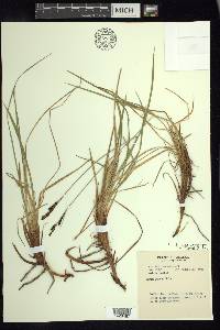 Carex bigelowii subsp. lugens image