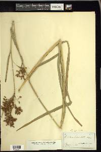 Scirpus pendulus image