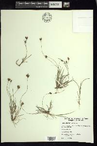 Carex bicolor image