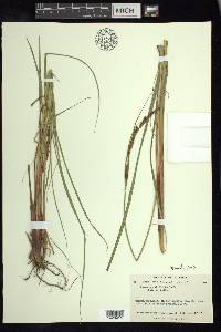 Carex aquatilis var. aquatilis image