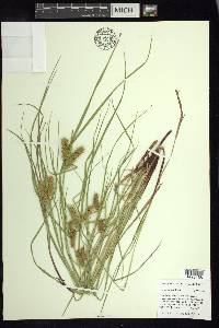 Carex baileyi image