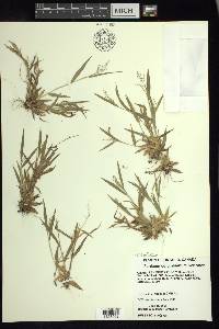 Dichanthelium acuminatum subsp. columbianum image